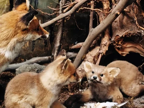 Das Naturkundekabinett in der ehemaligen Residenz des Natur- und Tierschützers Carl Stemmler in der Sporrengasse 7 in Schaffhausen ist ein Museum im Museum.